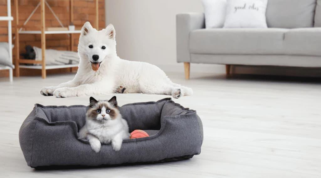 Pawmire-Protect Your Pet Before Fleas & Ticks Become a Problem