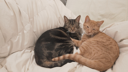 Pawmire-Protect Your Pet Before Fleas & Ticks Become a Problem